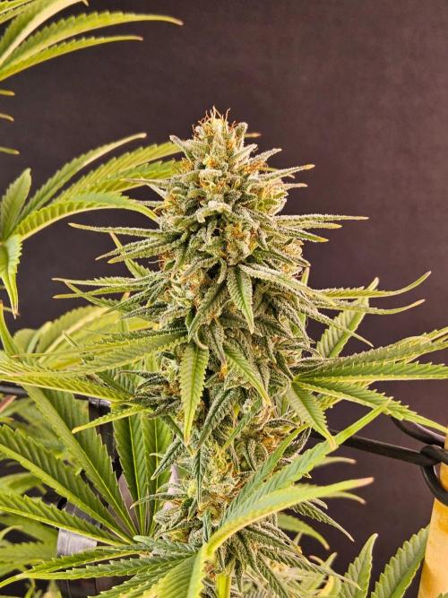 Amnesia go fast. Week 13