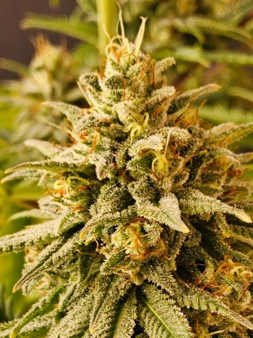 Amnesia go fast. Week 13