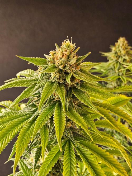 Amnesia go fast. Week 13