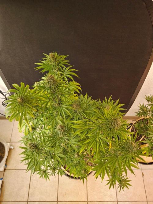 Amnesia go fast. Week 13