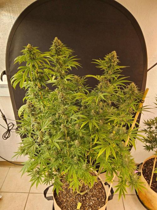 Amnesia go fast. Week 13