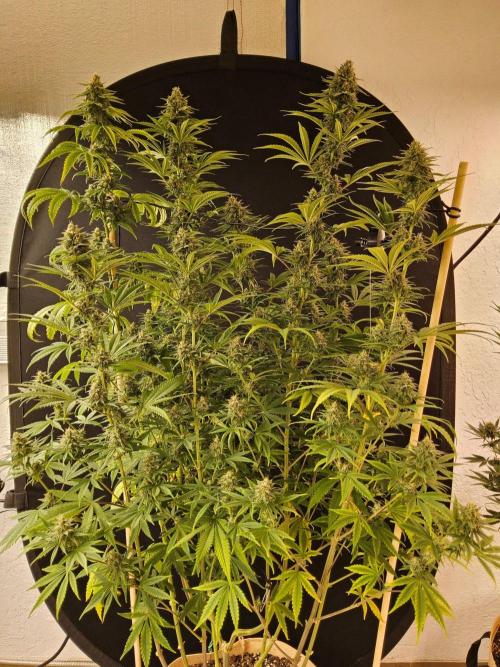 Amnesia go fast. Week 13