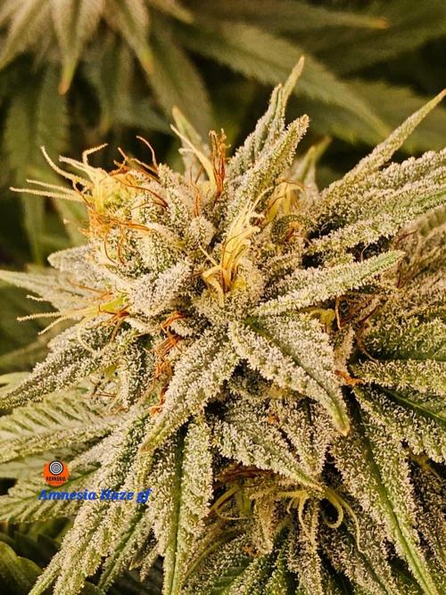 Amnesia go fast. Week 13