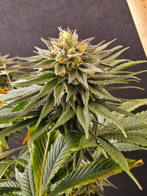 Amnesia go fast. Week 13