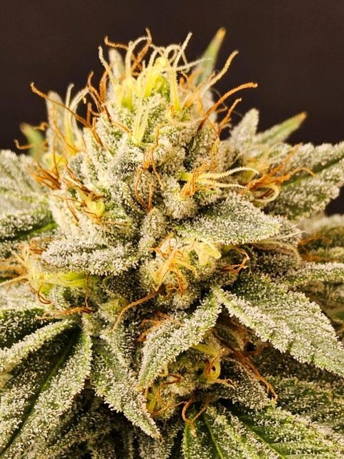 Amnesia go fast. Week 13