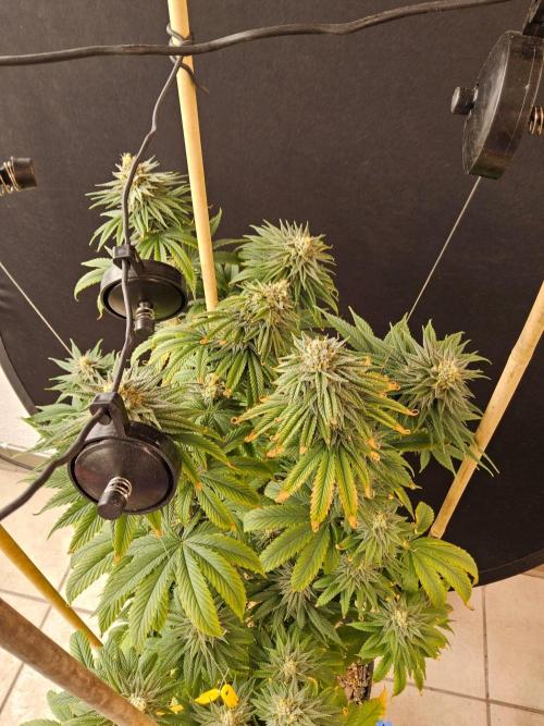 Amnesia go fast. Week 13