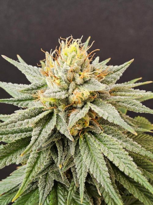 Amnesia go fast. Week 13