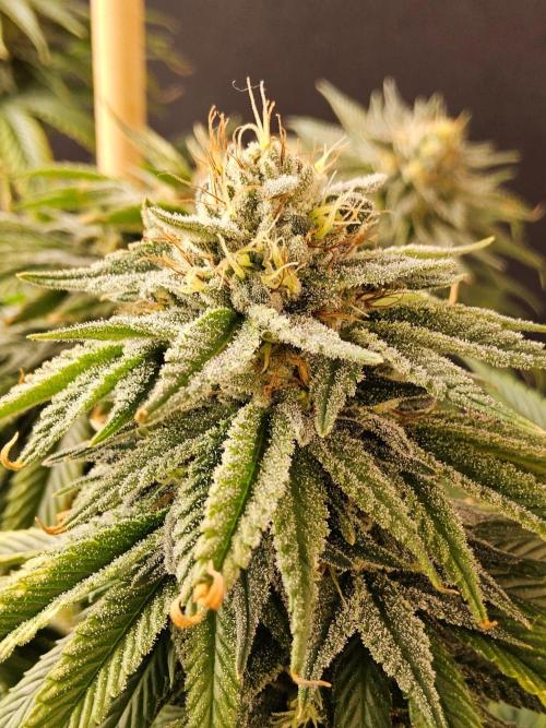 Amnesia go fast. Week 13