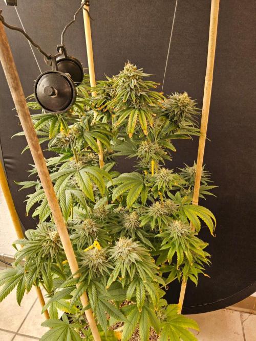 Amnesia go fast. Week 13