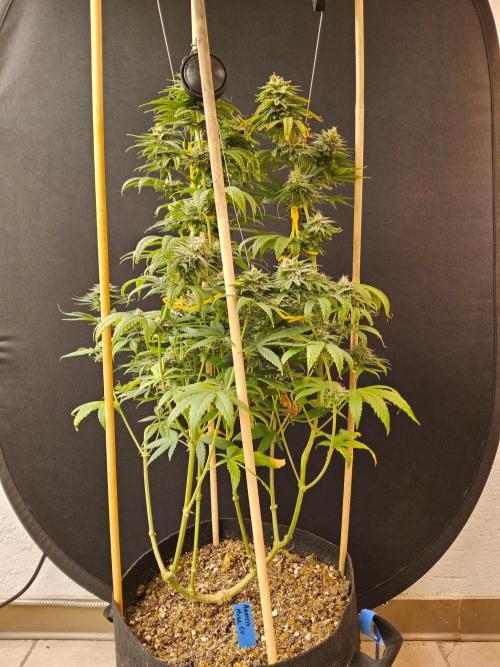 Amnesia go fast. Week 13