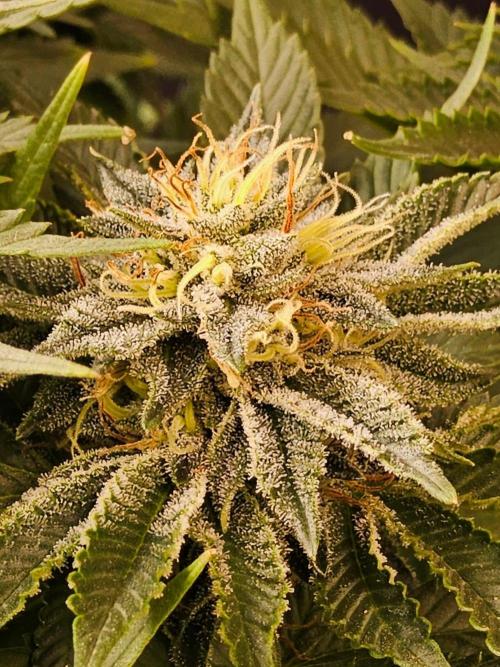 Mexican Sativa. Week 13