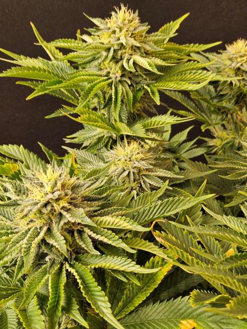 Mexican Sativa. Week 13
