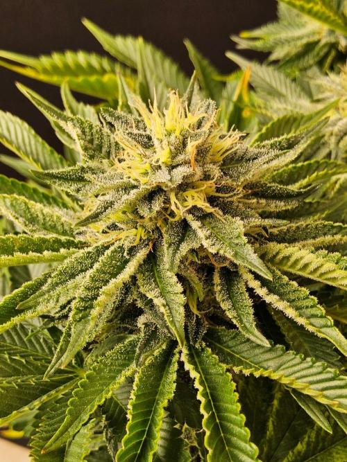 Mexican Sativa. Week 13