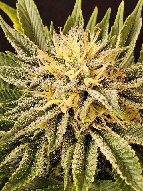 Mexican Sativa. Week 13