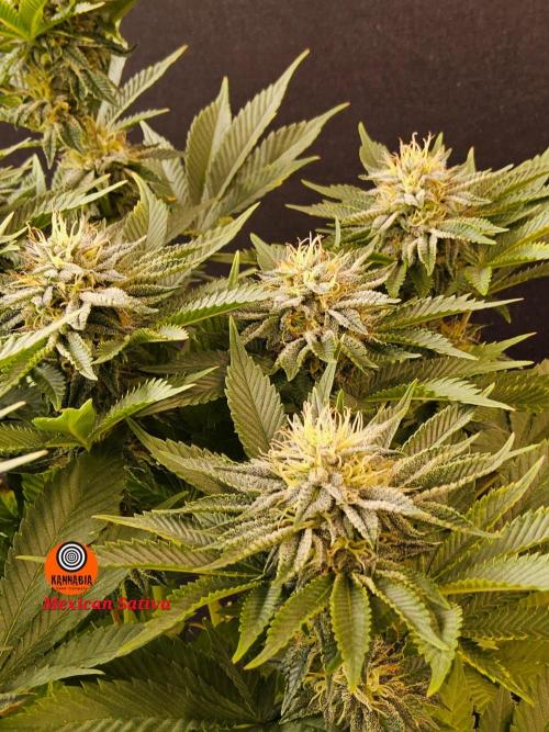 Mexican Sativa. Week 13