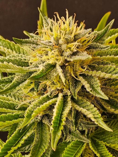 Mexican Sativa. Week 13