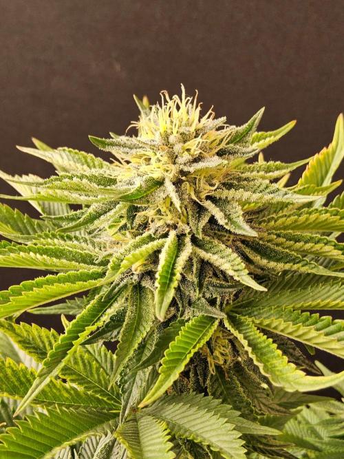 Mexican Sativa. Week 13