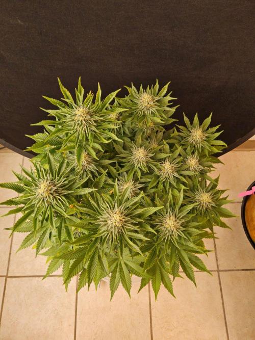 Mexican Sativa. Week 13