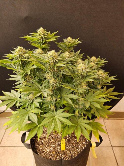 Mexican Sativa. Week 13