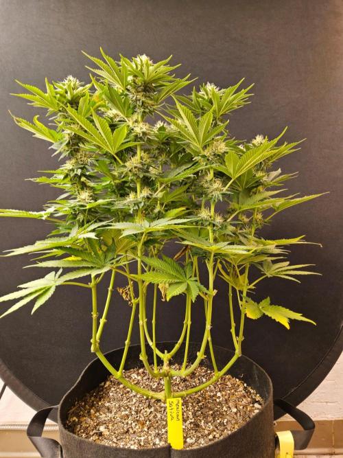 Mexican Sativa. Week 13