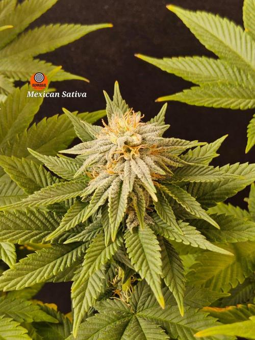 Mexican Sativa. Week 13