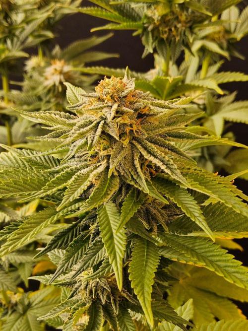 Mexican Sativa. Week 13