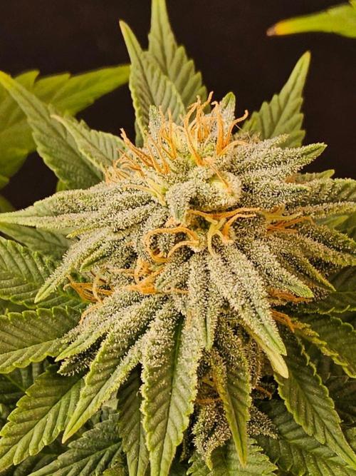 Mexican Sativa. Week 13