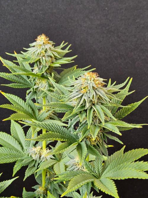 Mexican Sativa. Week 13