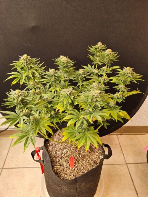 Mexican Sativa. Week 13