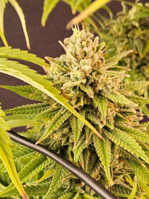 Amnesia go fast. Week 14