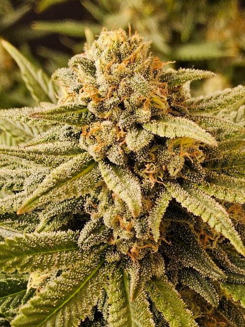 White Widow Plus. Week 14