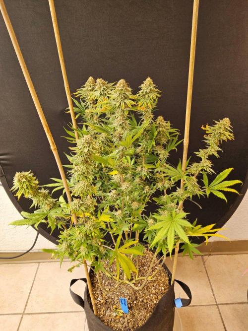 I💚GM Pineapple Donuts. Week 14