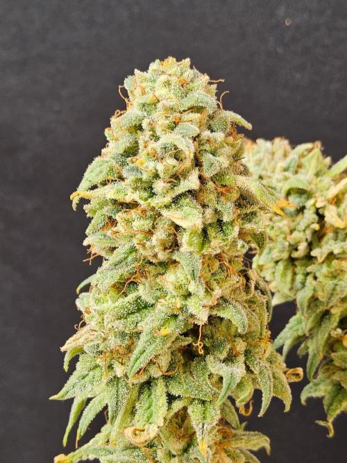 I💚GM Pineapple Donuts. Week 15