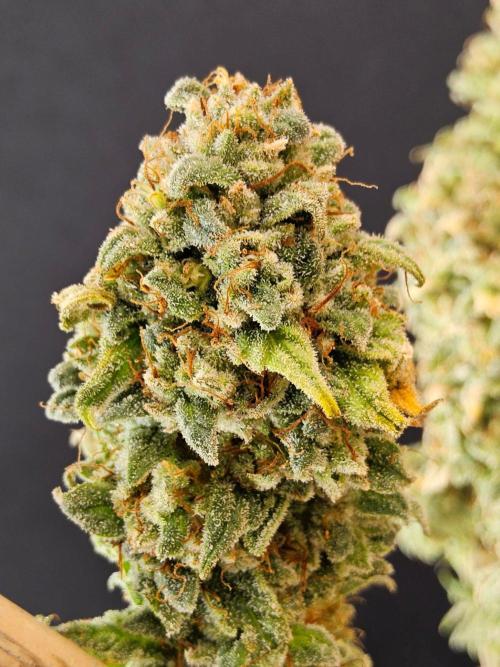I💚GM Pineapple Donuts. Week 15