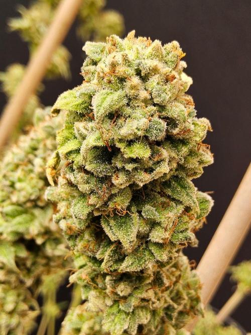 I💚GM Pineapple Donuts. Week 15