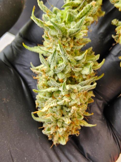 I💚GM Pineapple Donuts. Week 15