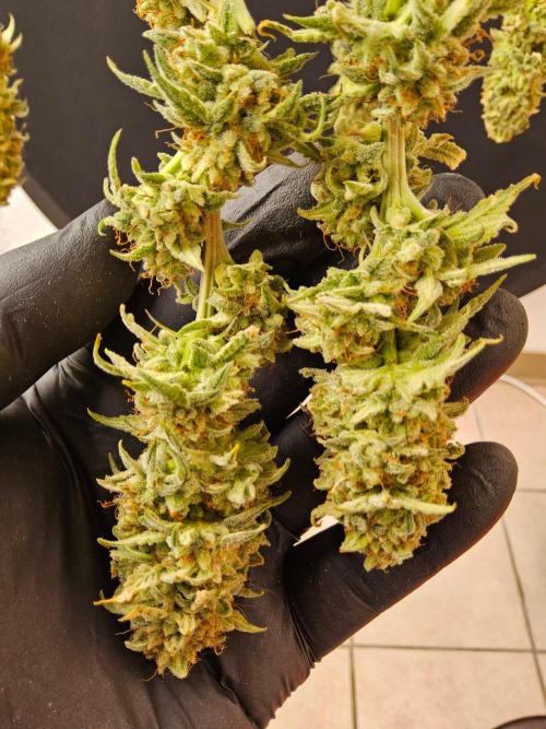 I💚GM Pineapple Donuts. Week 15