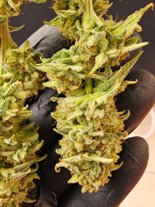 I💚GM Pineapple Donuts. Week 15