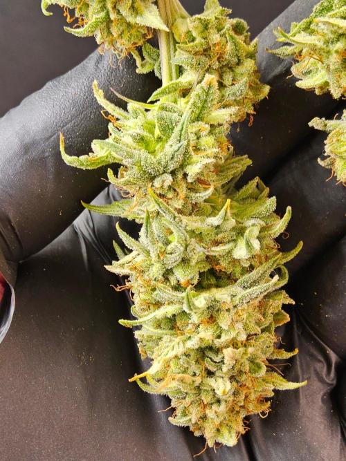 I💚GM Pineapple Donuts. Week 15