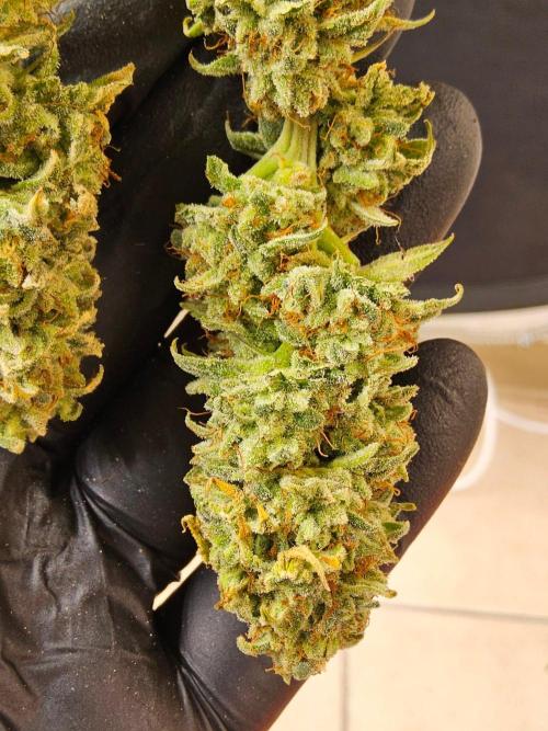 I💚GM Pineapple Donuts. Week 15
