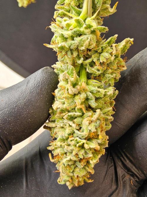 I💚GM Pineapple Donuts. Week 15