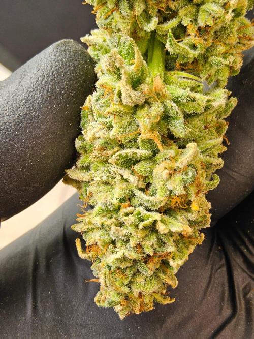 I💚GM Pineapple Donuts. Week 15