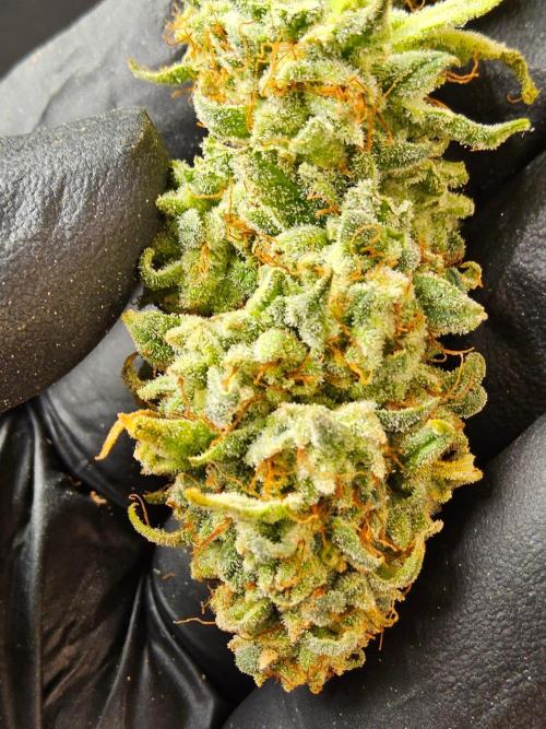 I💚GM Pineapple Donuts. Week 15