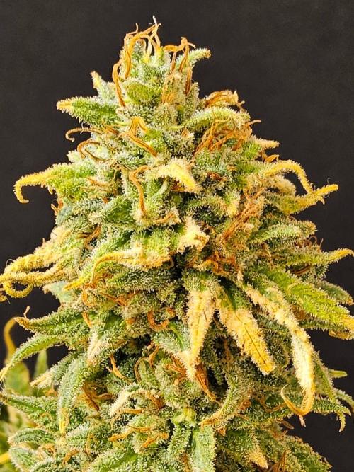 Turbo Amnesia. Week 15
