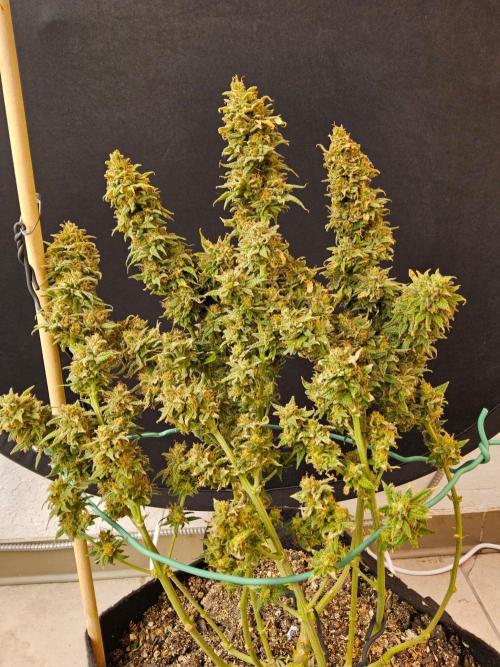 Turbo Amnesia. Week 15
