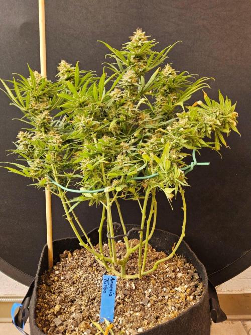 Turbo Amnesia. Week 15