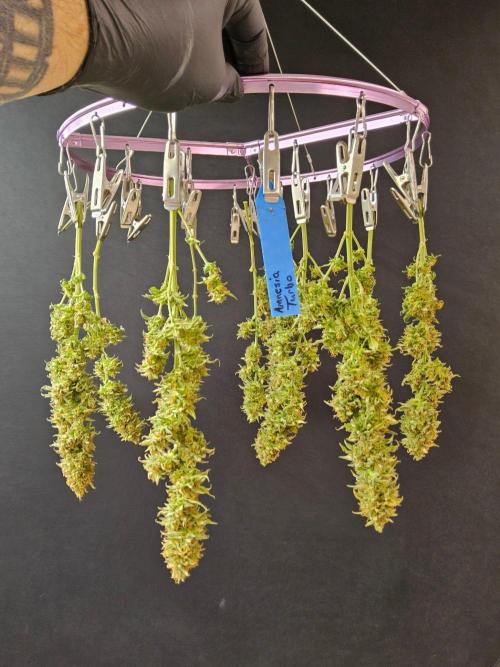 Turbo Amnesia. Week 15