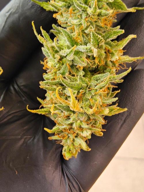 Turbo Amnesia. Week 15