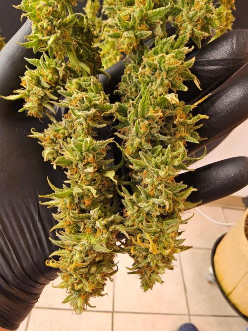 Turbo Amnesia. Week 15