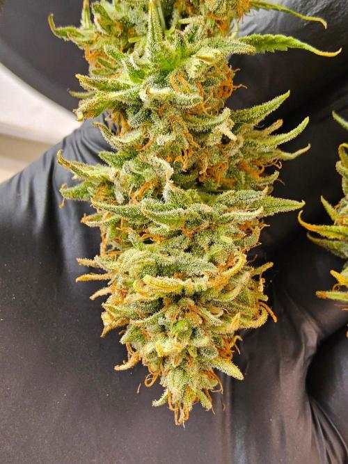 Turbo Amnesia. Week 15